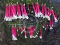 Epacris longiflora