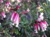 Epacris longiflora