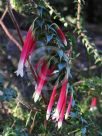 Epacris longiflora