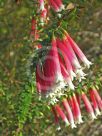 Epacris longiflora