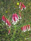 Epacris longiflora