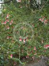 Epacris longiflora