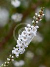 Epacris microphylla