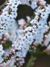 Epacris microphylla