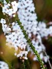 Epacris microphylla