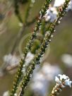 Epacris microphylla