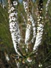 Epacris microphylla