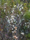 Epacris obtusifolia