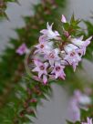 Epacris pulchella