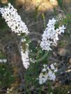 Epacris pulchella