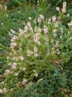 Epacris pulchella