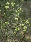 Ephedra viridis