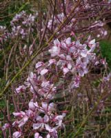 Epilobium angustifolium