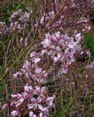 Epilobium angustifolium