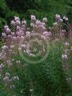 Epilobium angustifolium