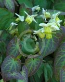 Epimedium versicolor Sulphureum