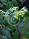 Epimedium versicolor Sulphureum