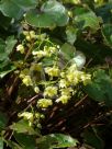 Epimedium versicolor Sulphureum