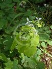 Epimedium brevicornu