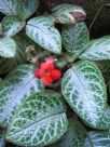 Episcia cupreata Frosty