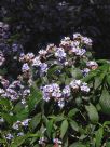 Eranthemum pulchellum