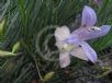 Eremophila abietina