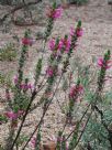 Eremophila calorhabdos