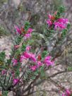 Eremophila calorhabdos