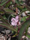 Eremophila debilis