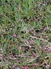 Eremophila debilis