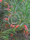 Eremophila decipiens