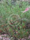 Eremophila decipiens