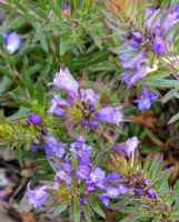 Eremophila densifolia