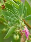 Eremophila denticulata