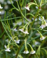 Eremophila deserti