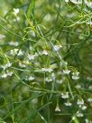 Eremophila deserti