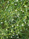 Eremophila deserti