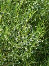 Eremophila deserti