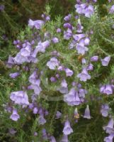 Eremophila gibbifolia