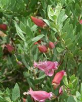 Eremophila maculata