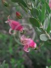 Eremophila maculata