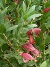 Eremophila maculata