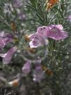 Eremophila microtheca