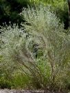 Eremophila microtheca