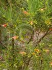 Eremophila oldfieldii angustifolia