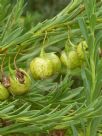 Eremophila racemosa