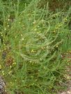 Eremophila racemosa