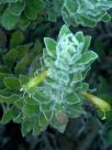 Eremophila subfloccosa lanata