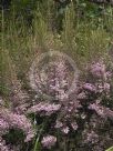 Erica canaliculata