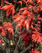 Erica cerinthoides